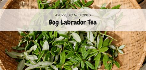 Bog Labrador Tea: Uses, Dosage And Side Effects