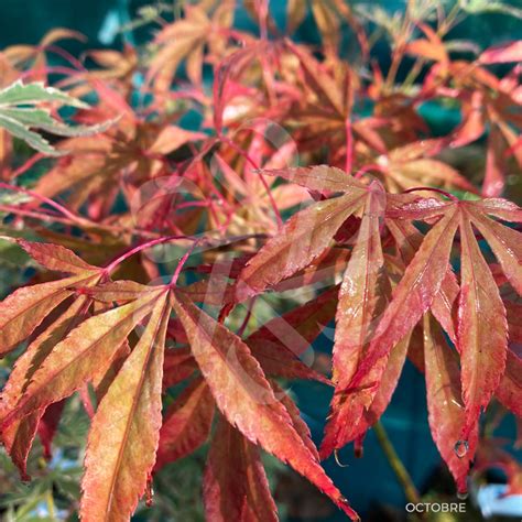 Acer palmatum Christy Ann Érable du Japon Palmatia Plantes