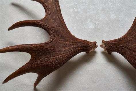 Moose Antler Sheds Pair Taxidermy Antlers Mount Horns Skull