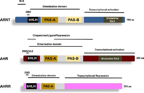 Domain Map Of The AHR And AHRR Functional Domain Maps Of The ARNT AHR