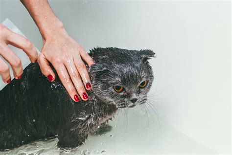 Cu L Es La Raz N Por La Qu Los Gatos Odian El Agua