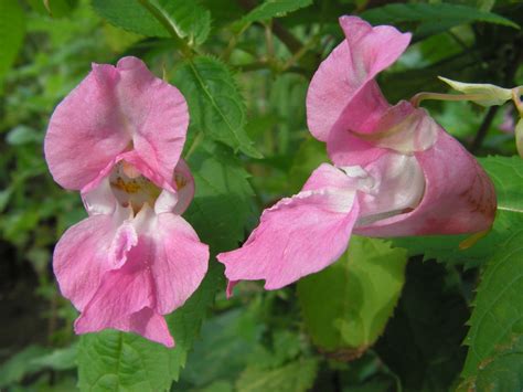 HIMALAYAN BALSAM CONTROL - Environment Controls