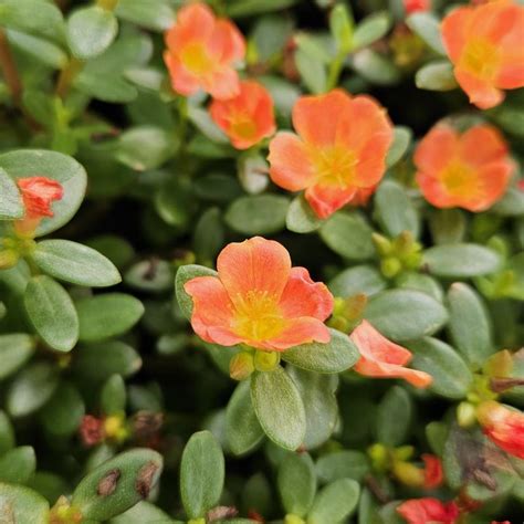 Portulaca Portulaca Oleracea Tangerine From Hillcrest Nursery