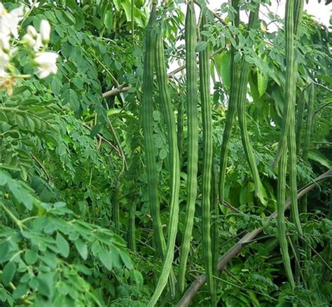 Dwarf High Yield Moringa Pkm 1 Hybrid Moringa Oleifera Seeds Etsy