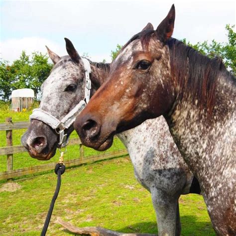 Appaloosa Horse - The Spotted Equine Beauty Unveiled