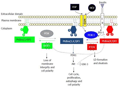 Pi K Ship Pten Pathway In Cell Polarity And Hepatitis C Virus Pathogenesis