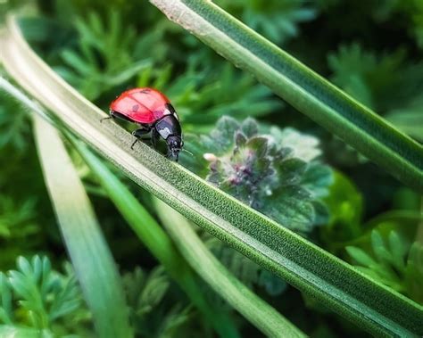 Premium Photo Ladybug Photo