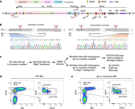 Generation And Characterization Of The Igh Vh Locus Inversion Mouse Download Scientific Diagram