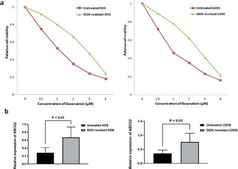 Figure From High Expression Of Abcg Is Associated With Doxorubicin