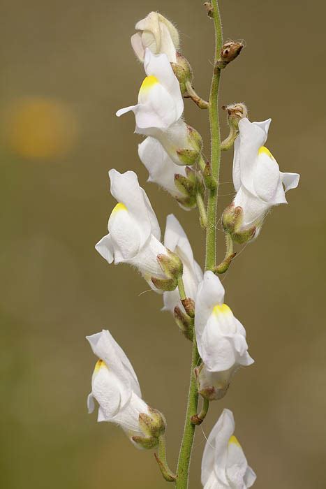 Witte Bloemen Extremadura Info