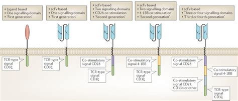 History Of Car T Cell Therapy