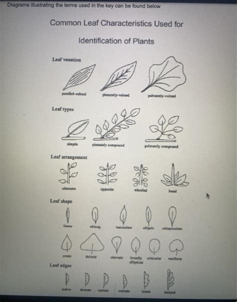 Solved Lab Worksheet A Indented Dichotomous Key And Cpp