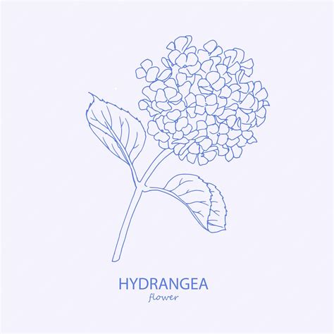 Premium Vector Hydrangea Logo Trendy Botanical Elements Hand Drawn