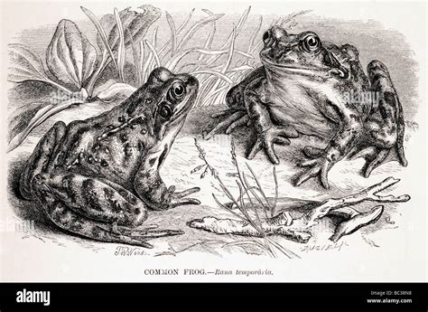 common frog rana temporaria Stock Photo - Alamy