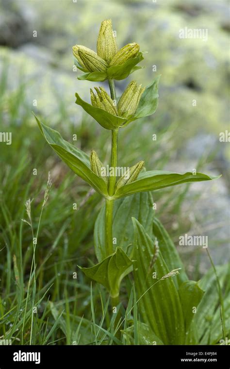 Spotted Gentian Gentiana Punctata Stock Photo Alamy