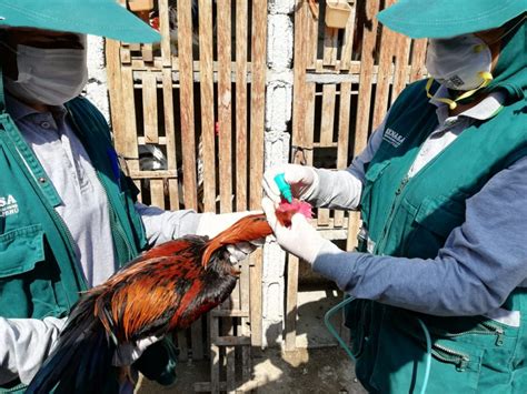 Vacunan A M S De Mil Aves Para Prevenir La Enfermedad De Newcastle