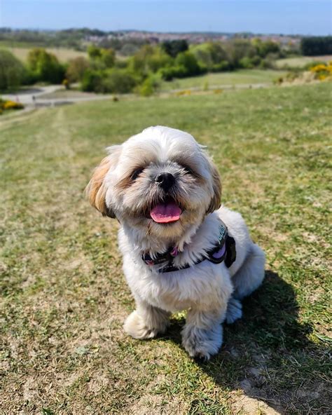 Maltese Shih Tzu Dog Breed Artofit