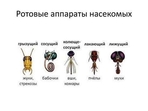 Класс насекомые - презентация онлайн