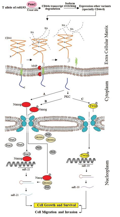 Effects Of The Cd44 Rs8193ct Transition On Its Transcripts Under