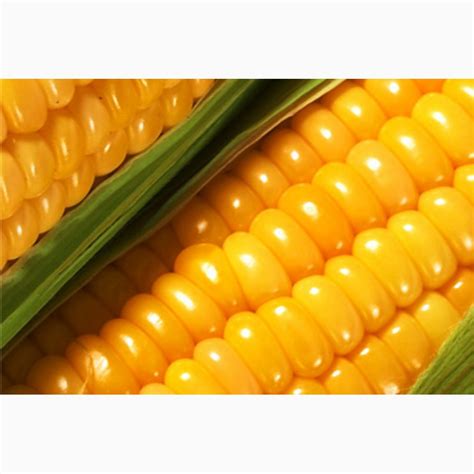 Желтая кукуруза без ГМО (корм для животных) — Agro-Kazakhstan