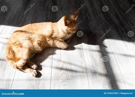 Domestic Cat Basking In The Sun Lying On The Floor Stock Photo Image