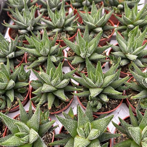 Haworthia Attenuata Concolor Floraria Secret Garden Sg