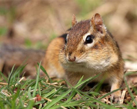 The Careless Chipmunk (Part III) | Wild Westhampton