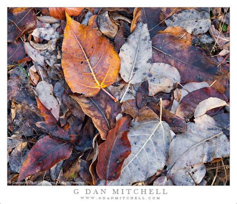 G Dan Mitchell Photograph: Cottonwood Leaves, Autumn - Yosemite Valley ...