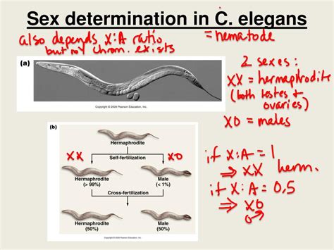 Ppt Bio 304 Lecture 15 Powerpoint Presentation Free Download Id