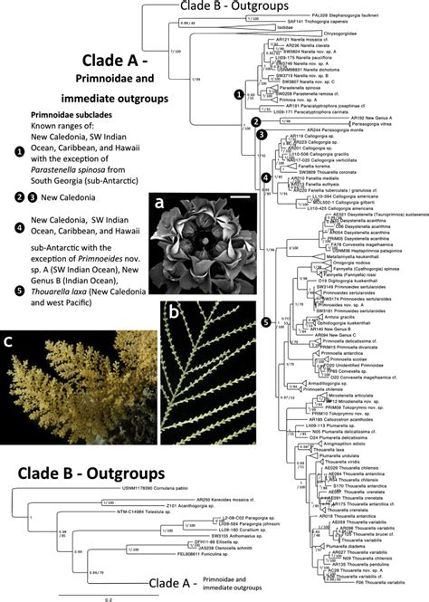 Maximum Likelihood Ml And Bayesian Inference Bi Phylogenetic