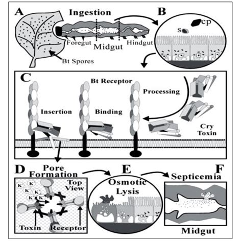 Mechanism Of Cry Protein Toxicity A Ingestion Of Spores Or