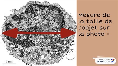 Krebs Konflikt Kassenbon Calculer La Taille D Une Cellule Unber Hrt