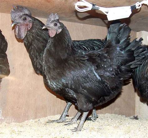 Kadaknath Chicken Epashupalan