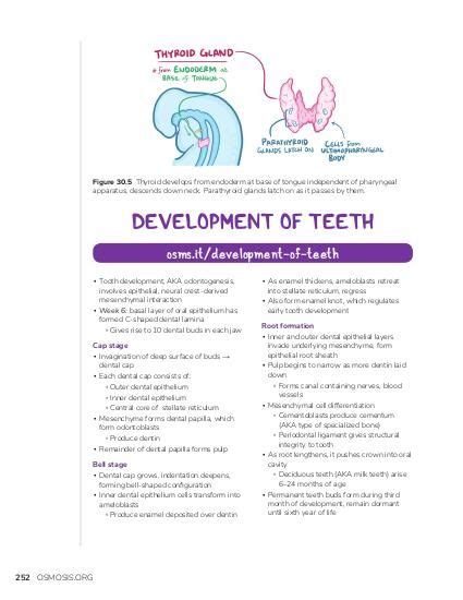 Development of the teeth | Osmosis