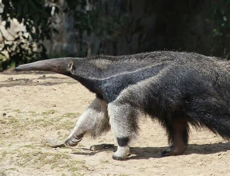 11 Anteater Facts About The Amazing Insectivore