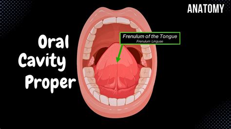 Frenulum Linguae