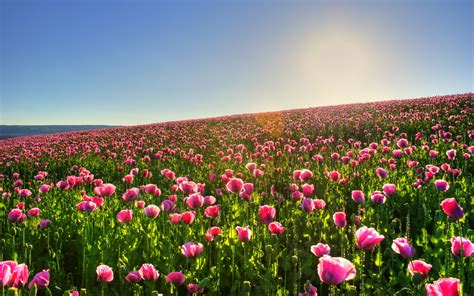 🔥 [60+] Flower Field Wallpapers | WallpaperSafari