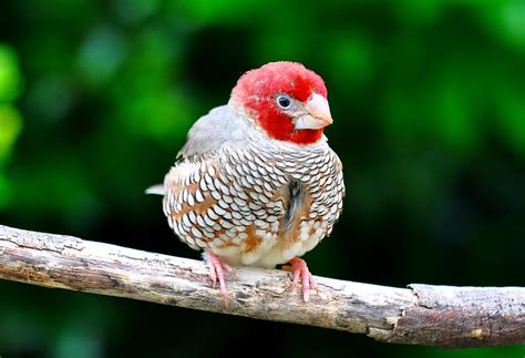 Красноголовая амадина / Amadina erythrocephala птица фото голос