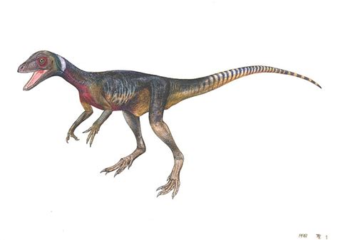 Herrerasaurus Pictures & Facts - The Dinosaur Database