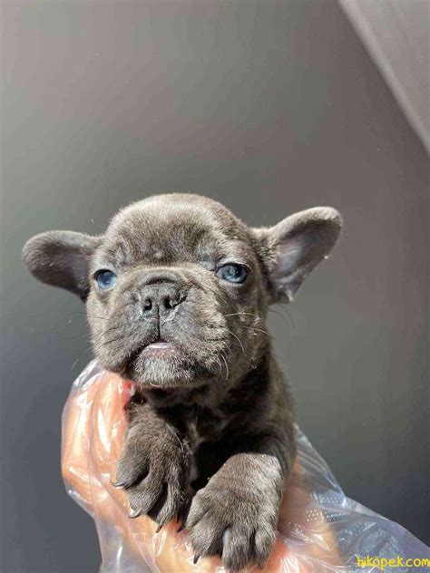 En Uygun Egzotİc Blue Erkek French Bulldog 263748 Biköpek