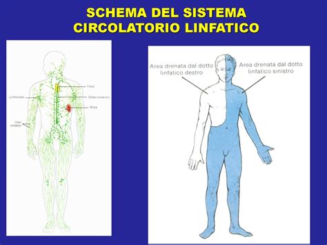 Sistema Linfatico Ppt Scaricare