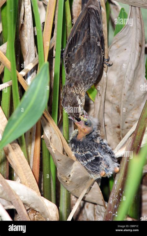 Red-winged Blackbird nest Stock Photo - Alamy