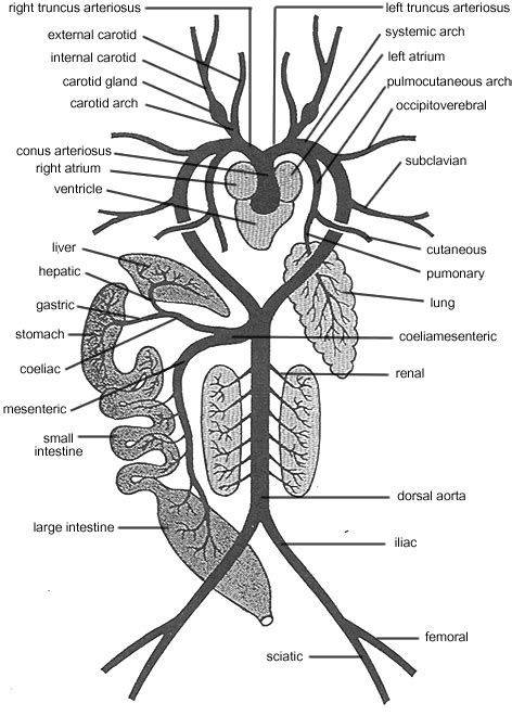 American Bullfrog - The Cardiovascular System in the Animal Kingdom