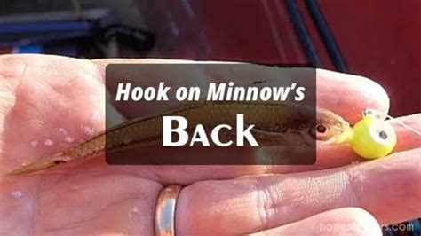 How To Hook A Minnow Enjoy The Visuals Honest Fishers