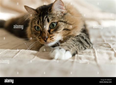 Grey Cat Lying On Bed Stock Photo Alamy