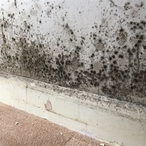 Understanding Mould and How To Stop Mould Growth | Australian Building ...