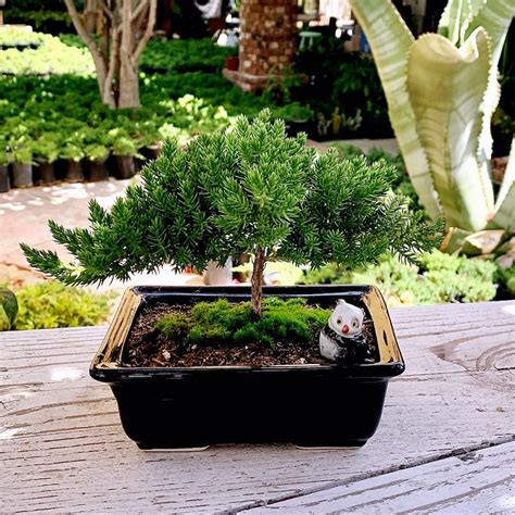 Live Dwarf Juniper Bonsai Tree With Small Figurine Etsy