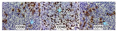 CD Markers For Flow Cytometry Leinco Technologies