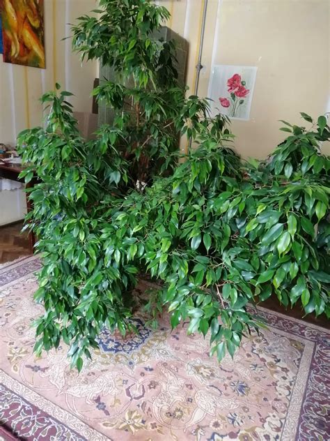 Фікус Бенджаміна: 3 800 грн. - Кімнатні рослини Самбір на Olx