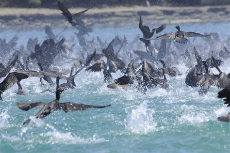 Diverse Animals of Panama: A Wildlife Guide I Desert Island Survival